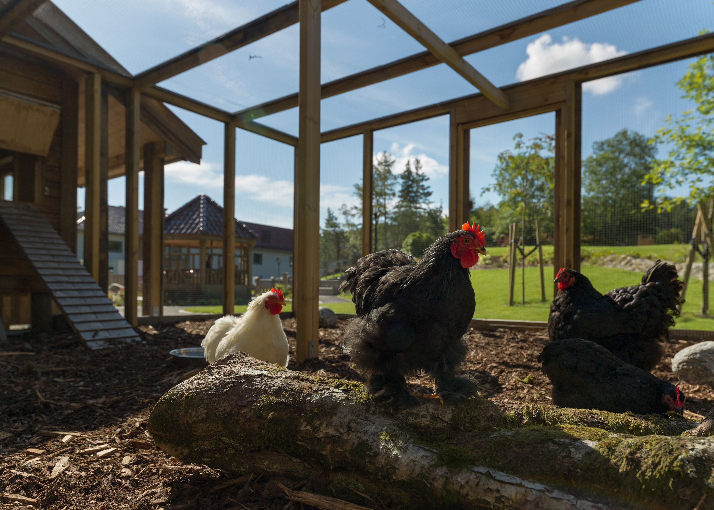 En gruppe kyllinger i et coop