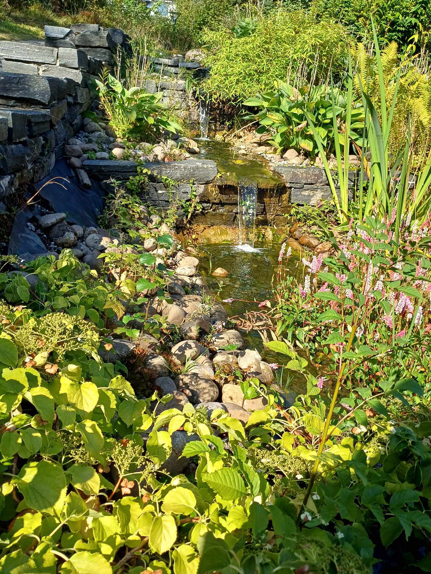 En liten dam med steiner og planter