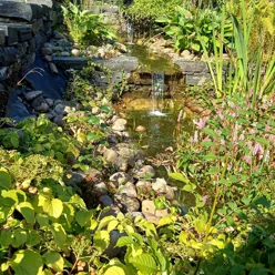 En liten dam med steiner og planter