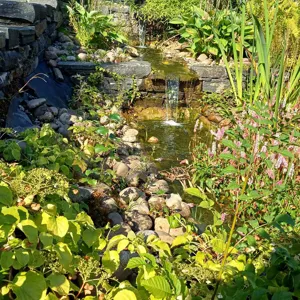 En liten dam med steiner og planter