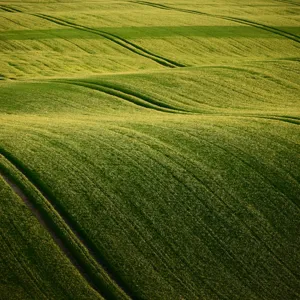 Et felt med grønt gress med Uffington White Horse i bakgrunnen